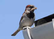 link to house sparrow